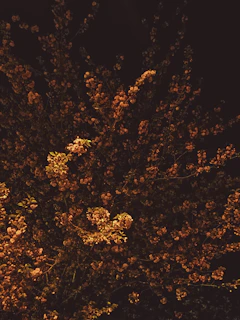 Nighttime event scene with jasmine flowers glowing under warm golden lights.