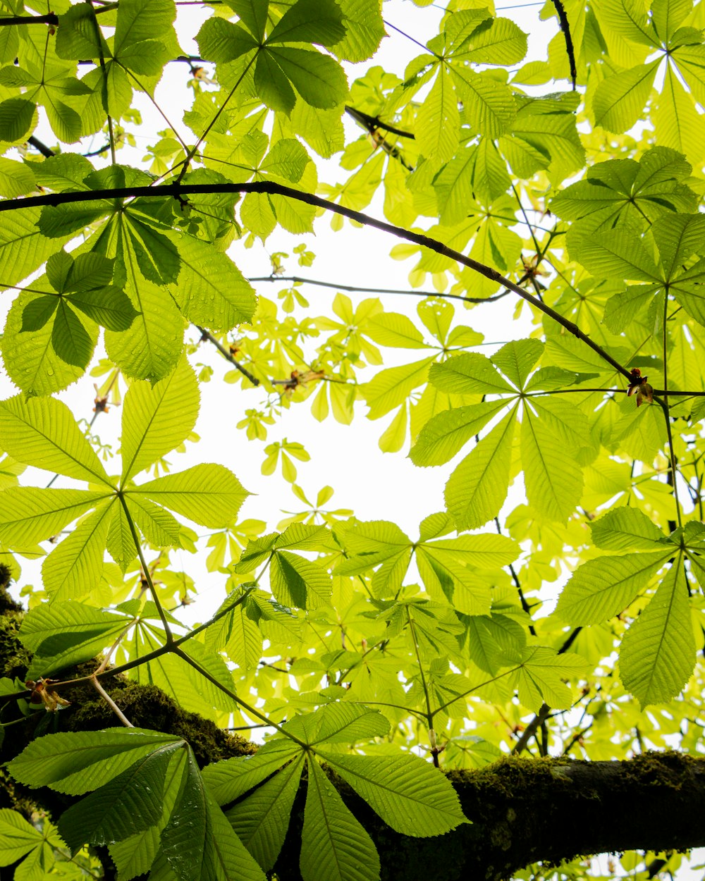 albero a foglia verde