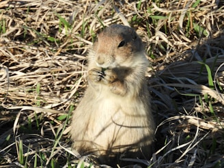 A small prairie dog stands upright in a field of dry grass, holding a piece of vegetation in its paws. The sunlight highlights its fluffy fur and alert expression as it appears to be nibbling on food.