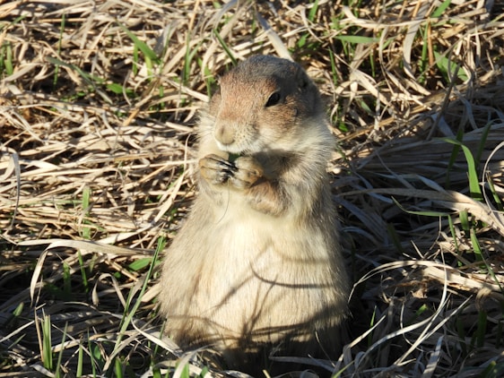 A small prairie dog stands upright in a field of dry grass, holding a piece of vegetation in its paws. The sunlight highlights its fluffy fur and alert expression as it appears to be nibbling on food.