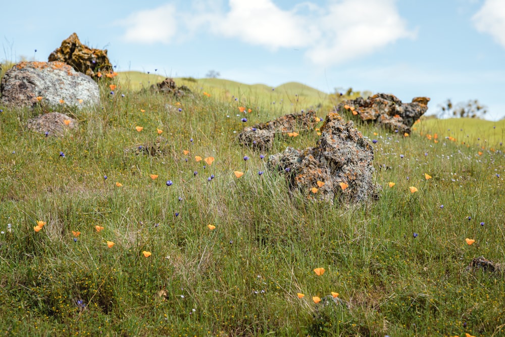rocks on green grass field