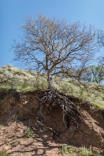 bare tree on mountain during day