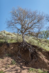 bare tree on mountain during day