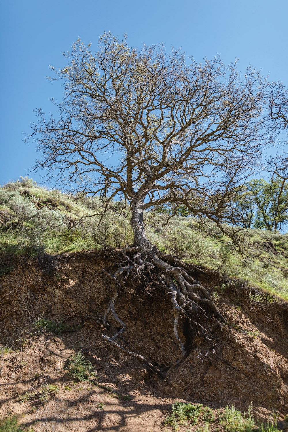 árbol desnudo en la montaña durante el día