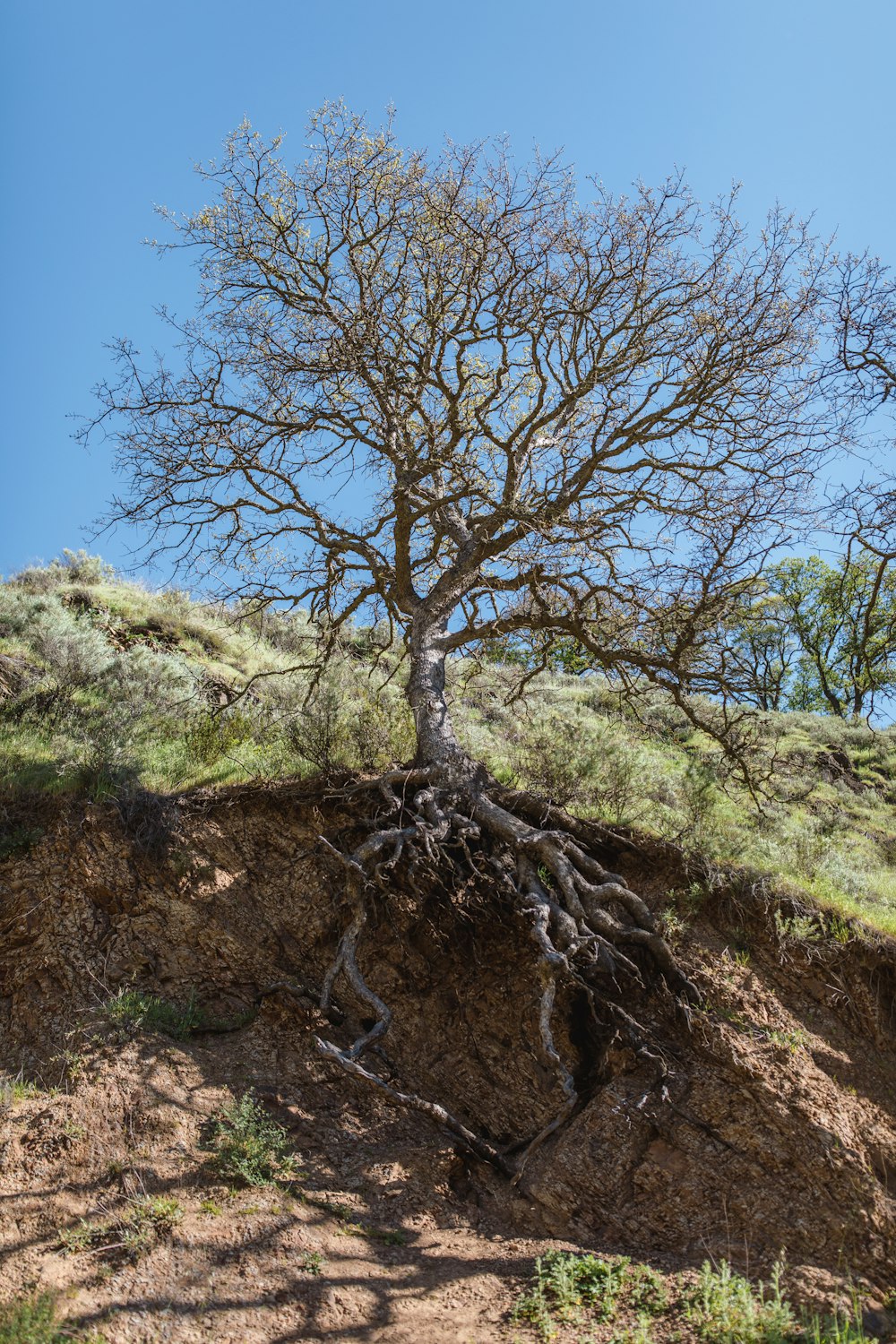 kahler Baum am Berg während des Tages