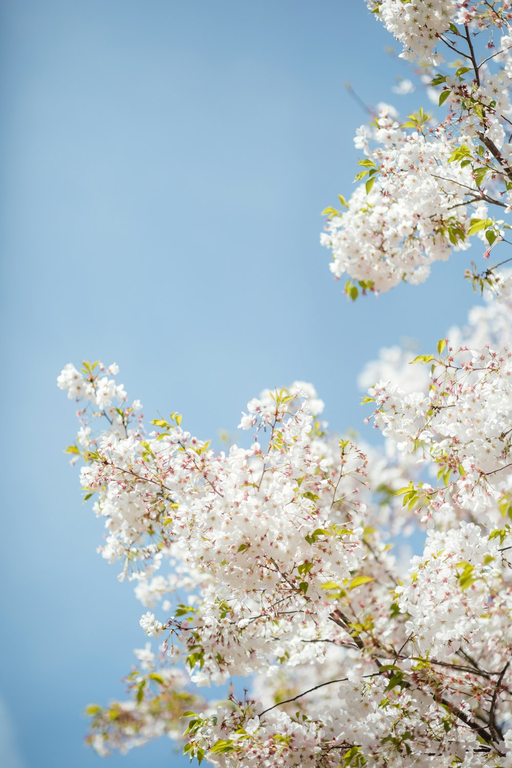 white petaled flowers