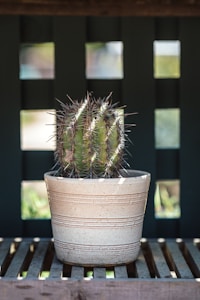 Cacto Verde Vivo