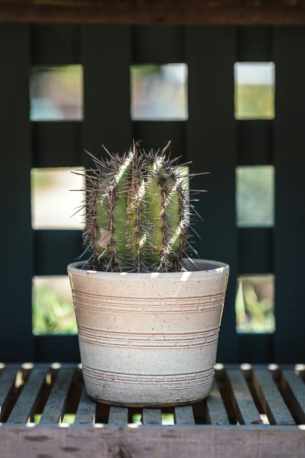 cactus in white pot