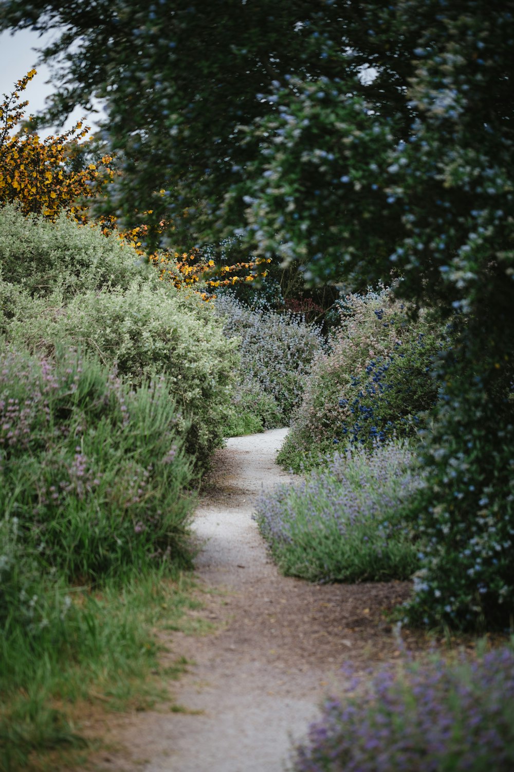 green grass lined dirt trail