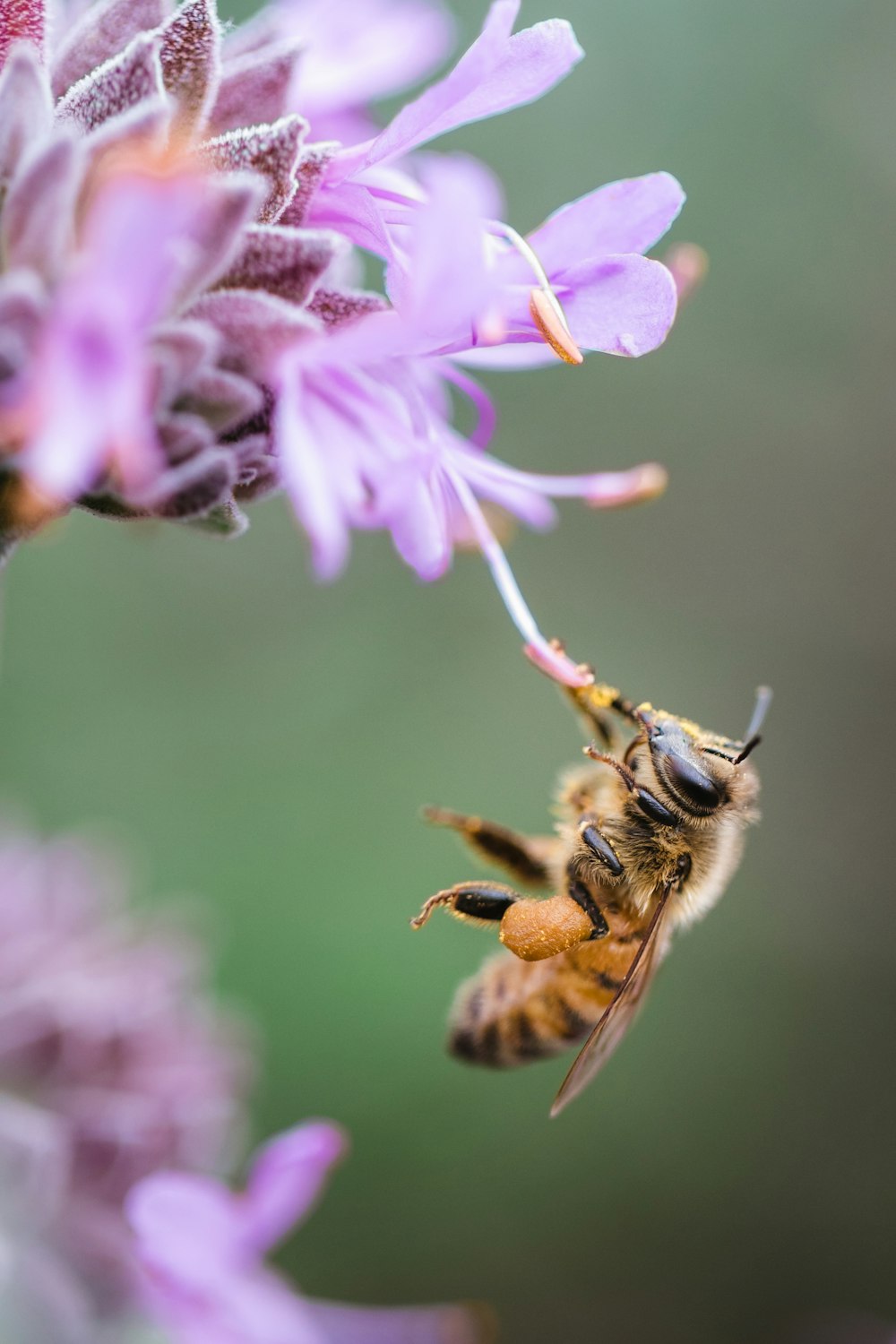 abelha bebendo em floewr roxo