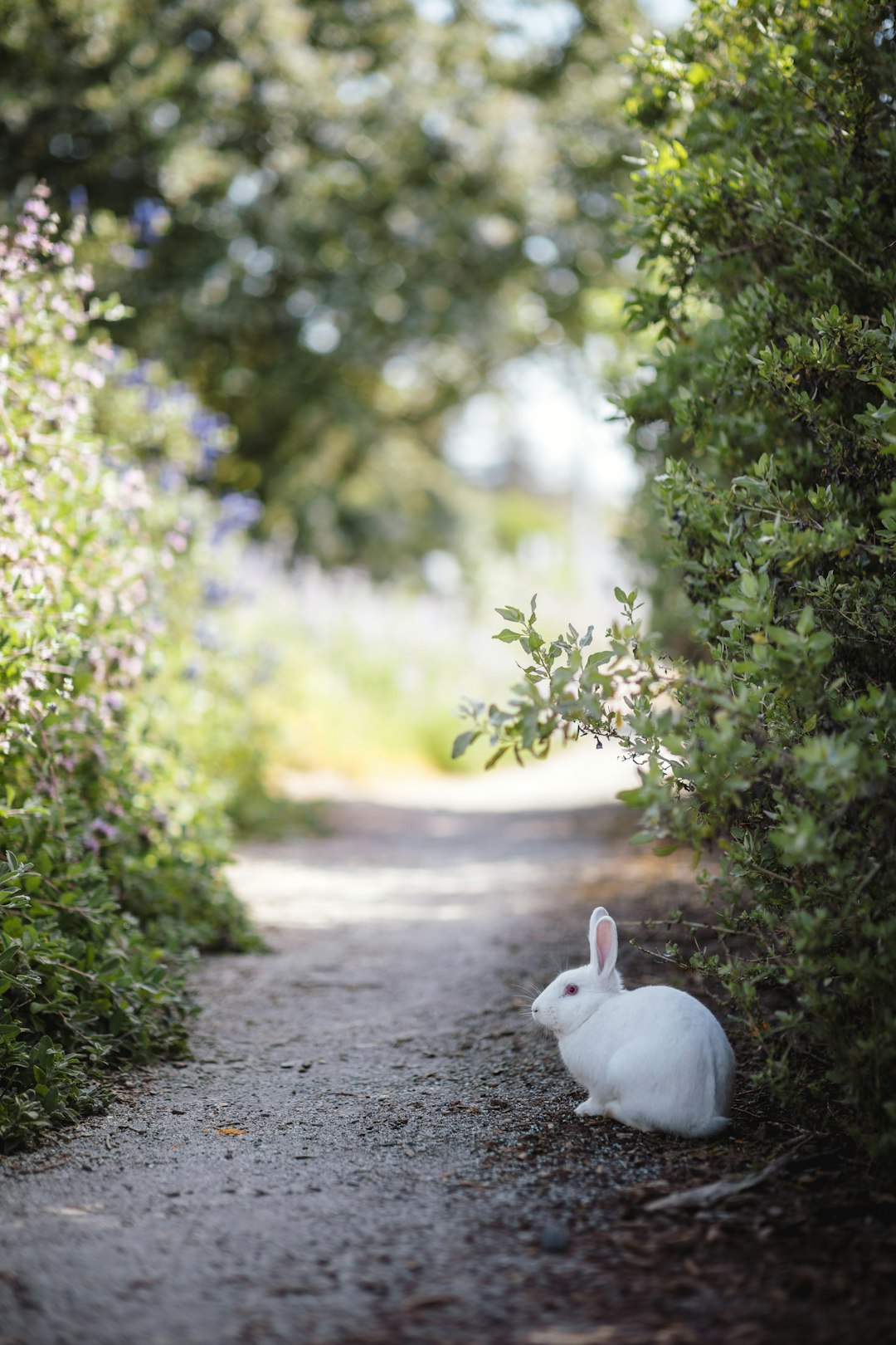  white rabbit beside plants rabbit