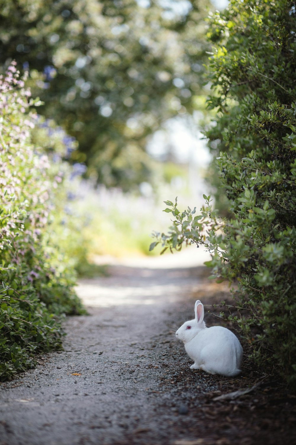 white rabbit beside plants