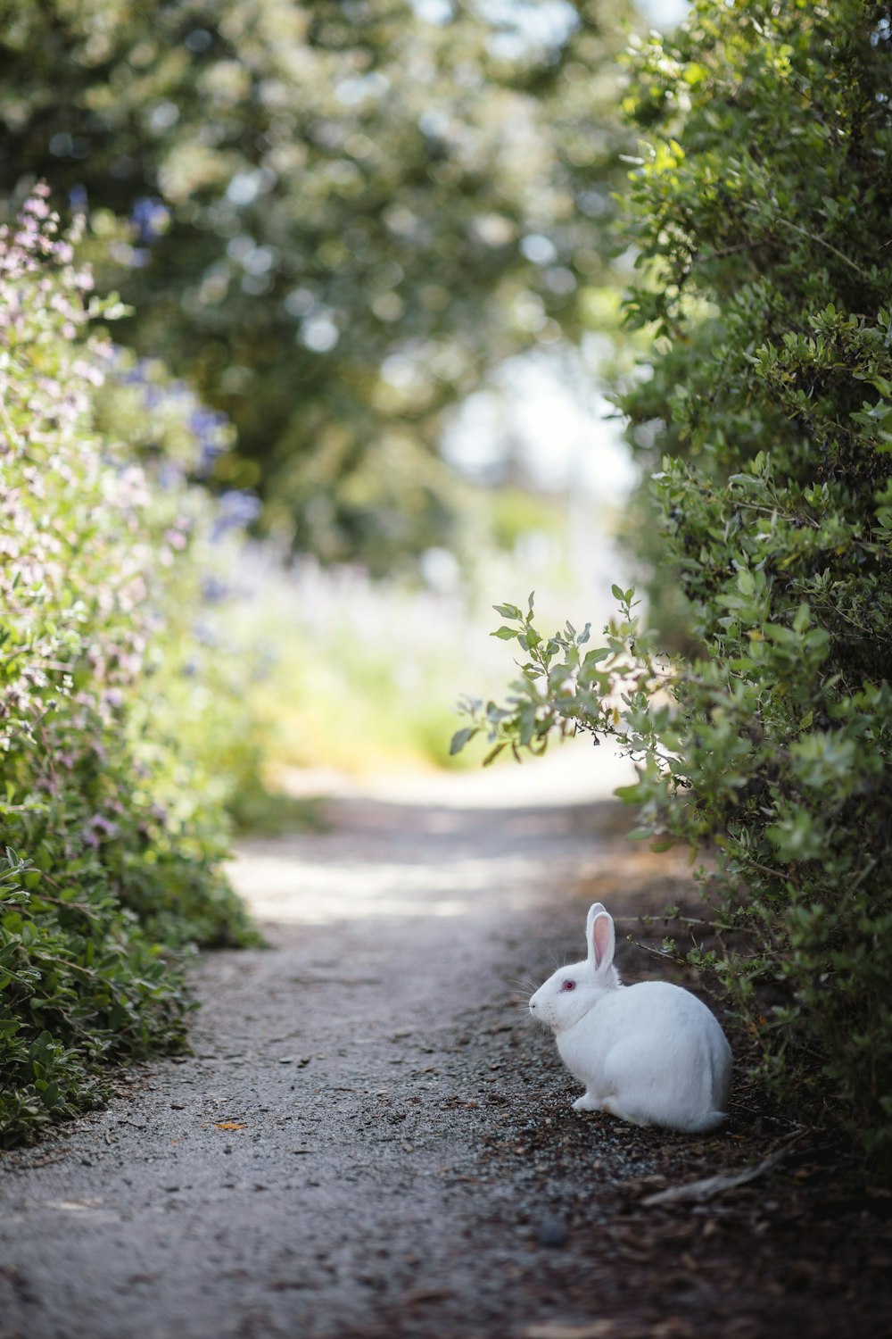 lapin blanc à côté des plantes