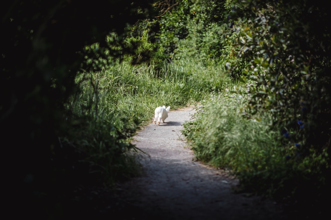 white rabbit running on the pathway