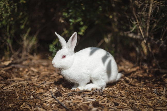 A white rabbit with pink eyes is sitting on a ground covered with wood chips. The background is comprised of greenery and parts of a forest-like setting.