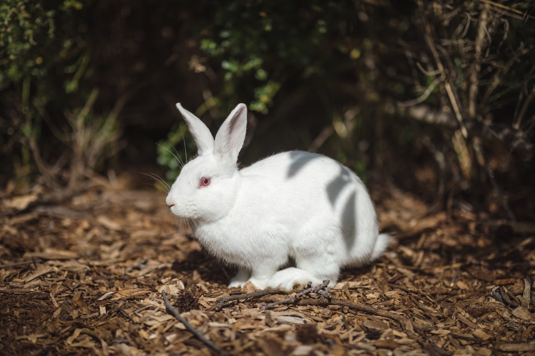 white rabbit on ground