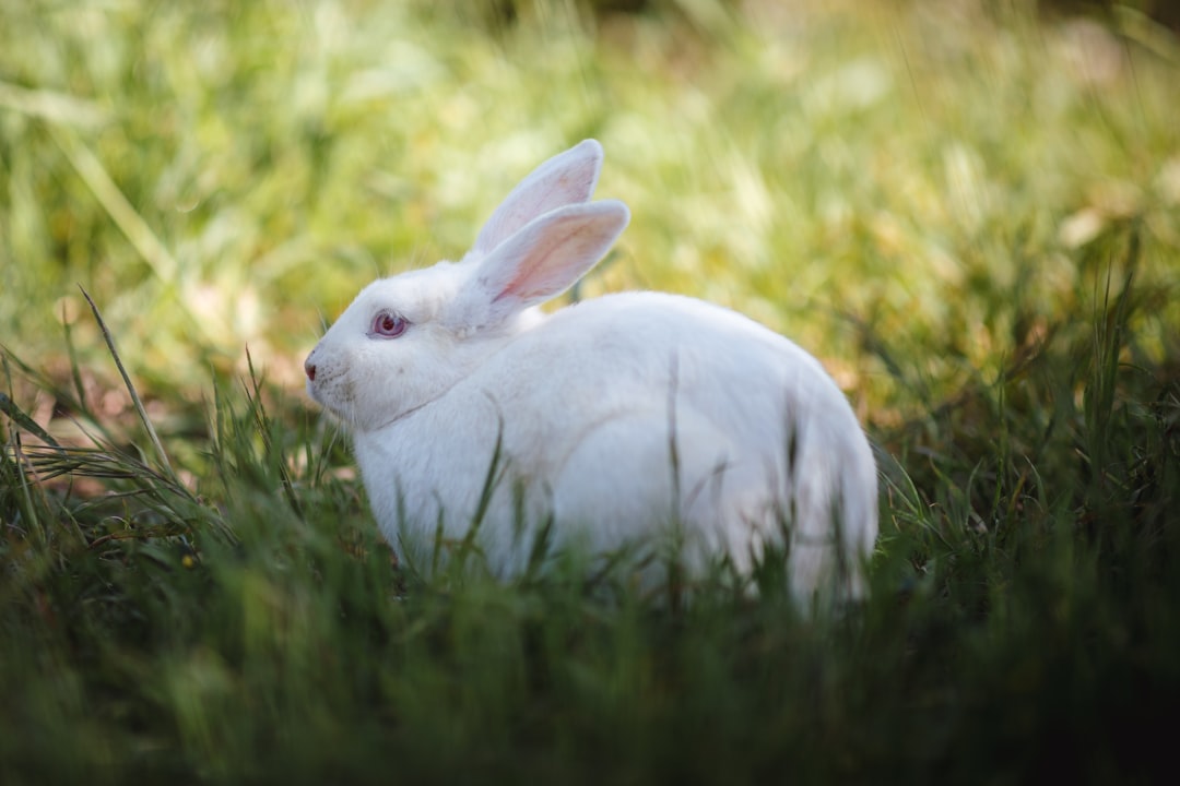 white rabbit on field