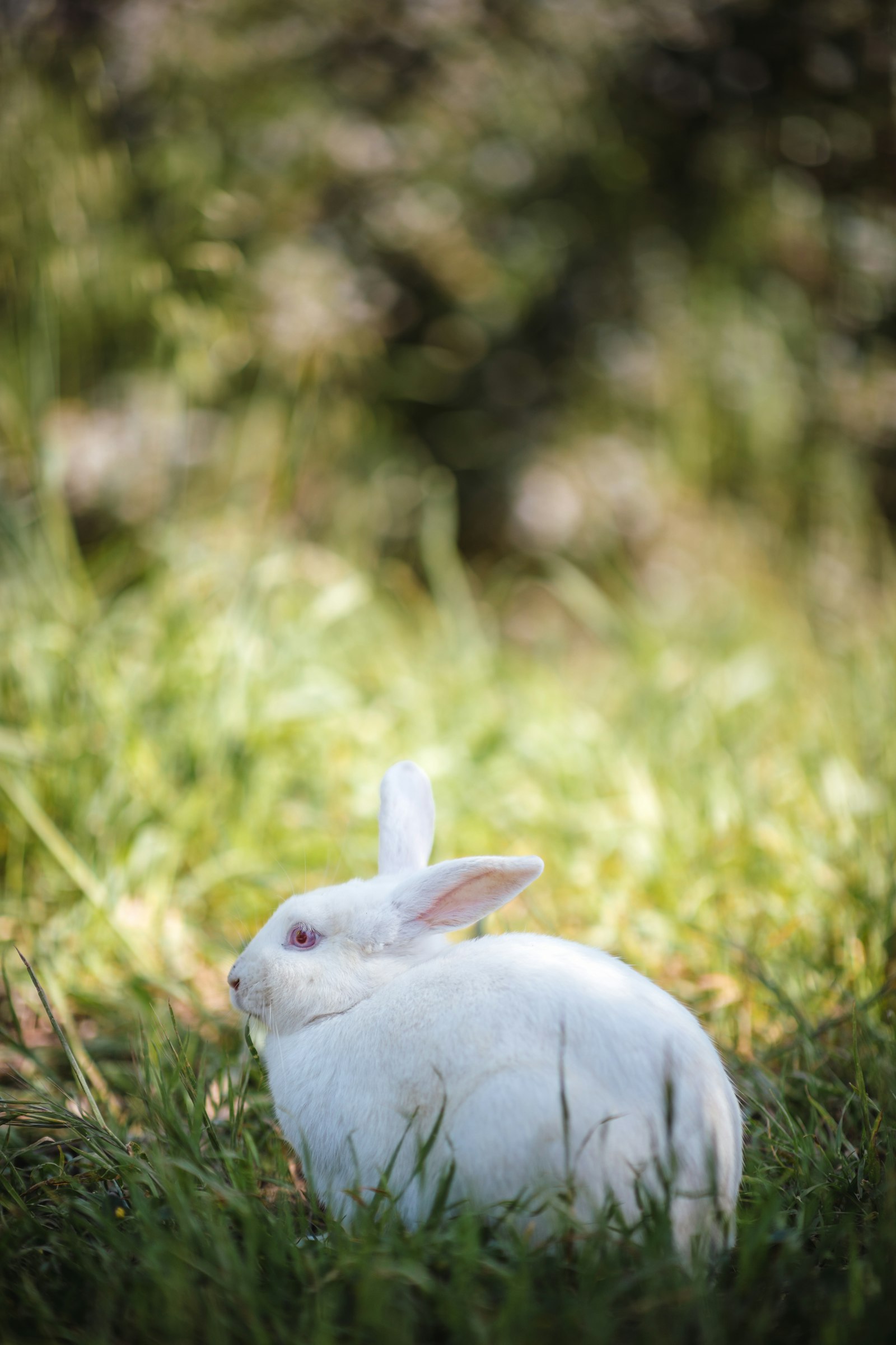 Canon EOS 5D Mark IV + Canon EF 85mm F1.4L IS USM sample photo. White rabbit photography
