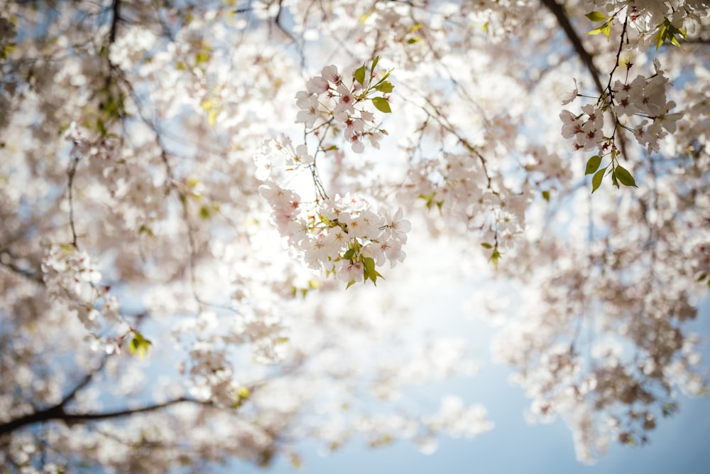 white cherry blossom tree