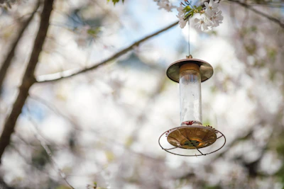 A charming bird feeder hanging from a leafy branch, surrounded by delicate wildflowers.