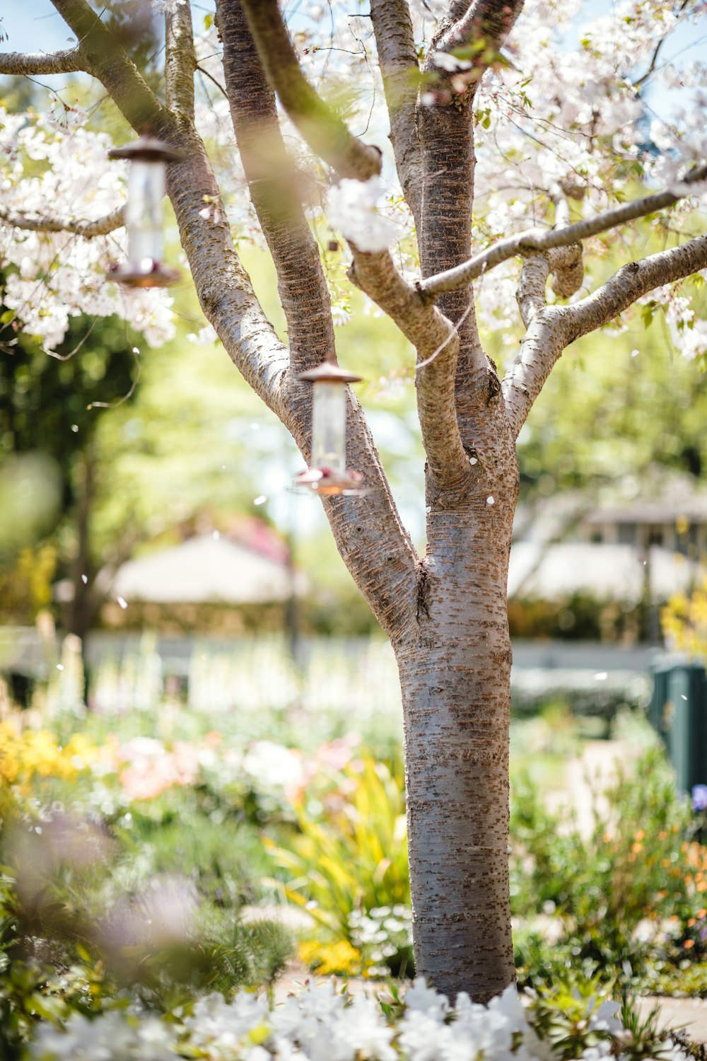 selective focus photo of cherry blossom