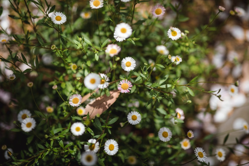 blooming white and yellow flowers