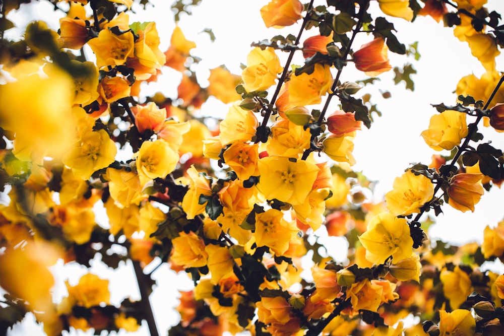 yellow petaled flower