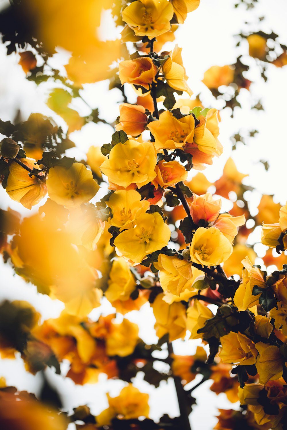 Fotografía de ángulo bajo de flores de pétalos amarillos