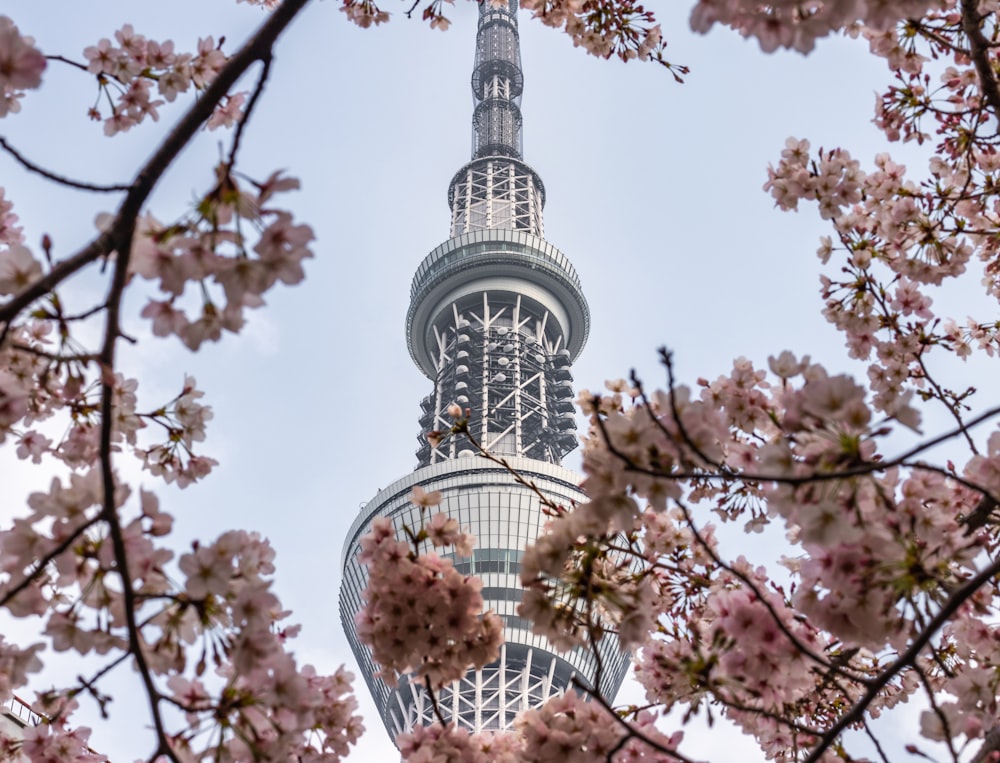 Vista da torre de metal branco através da árvore de flor de cerejeira