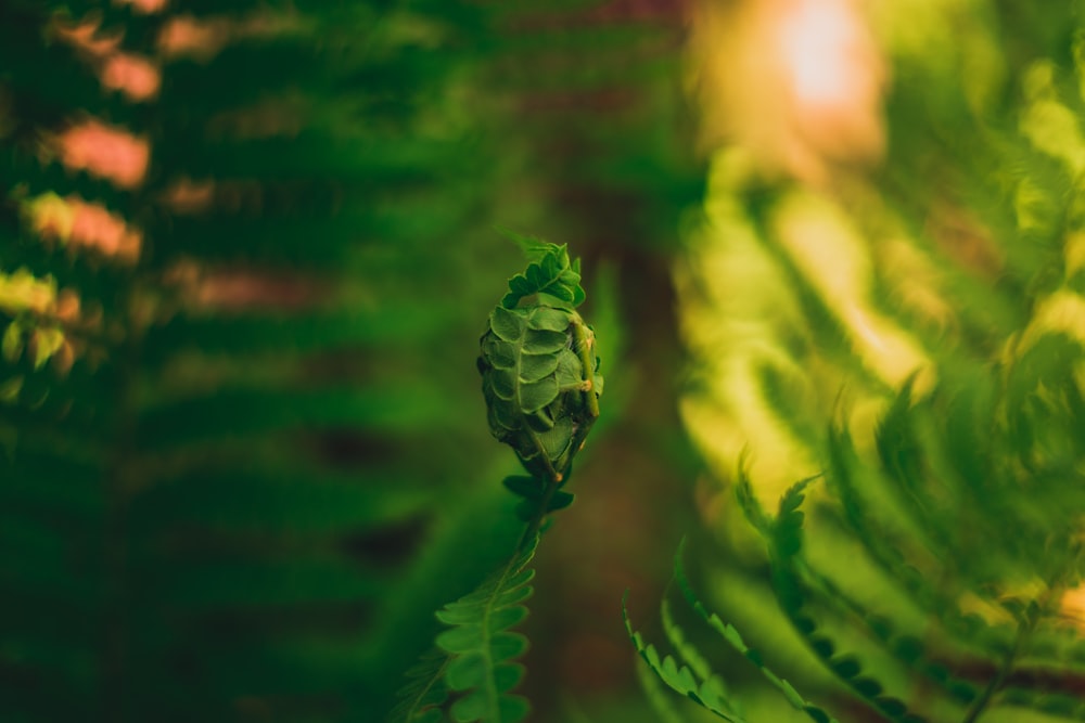 closeup photography of sprouting fern