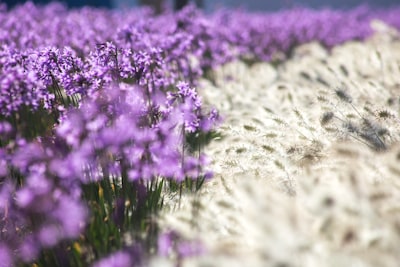 purple flowers gleaming zoom background