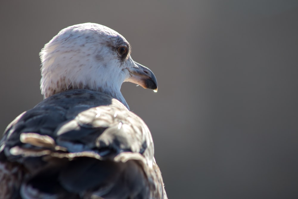 selective photography of bird