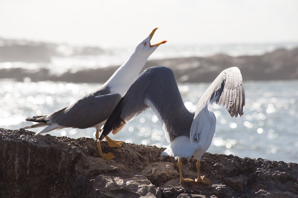 two white-and-gray birds on rocky hill near sea