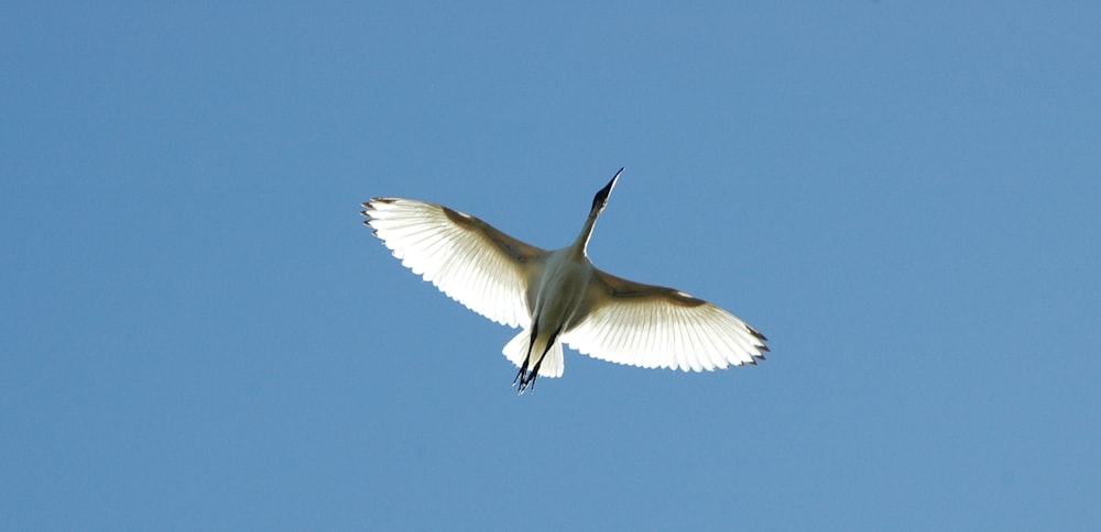 Uccello bianco che si libra in volo