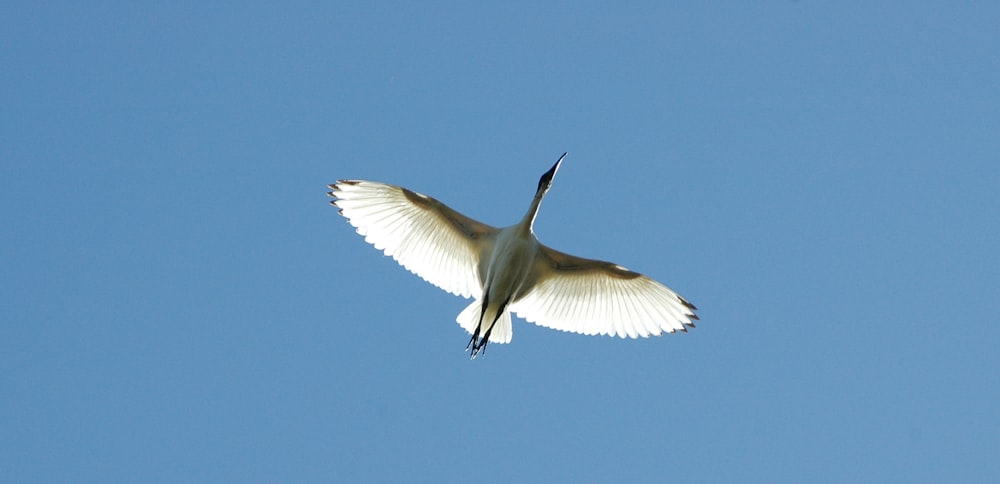 soaring white bird