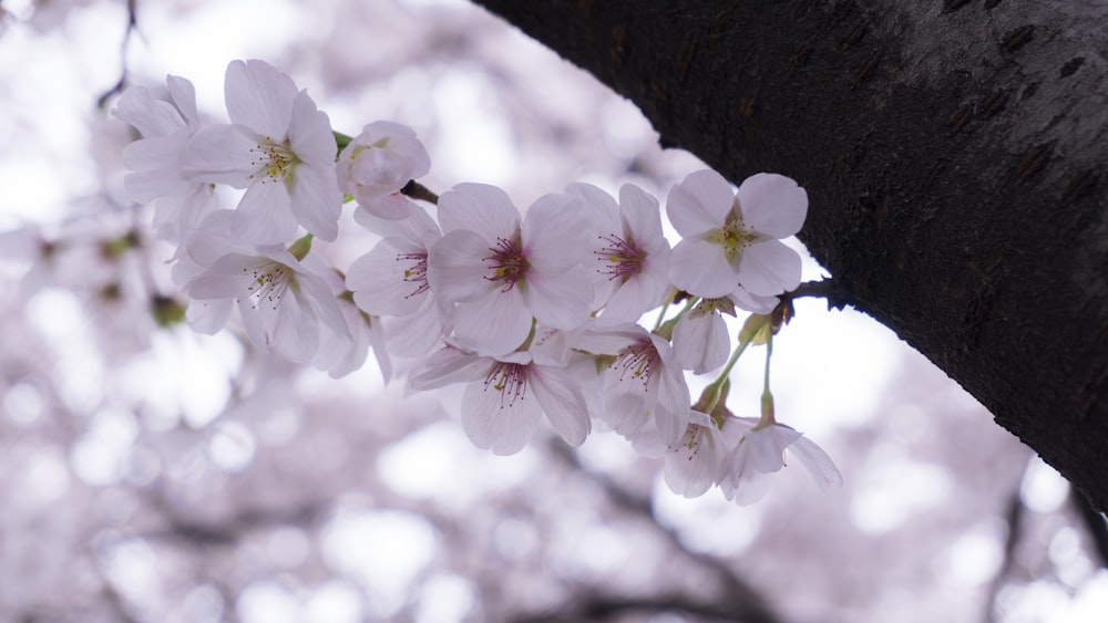 selective focus photography of white cherry blossom