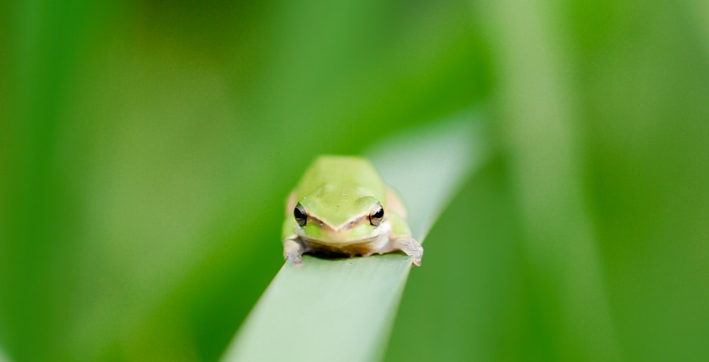 green frog