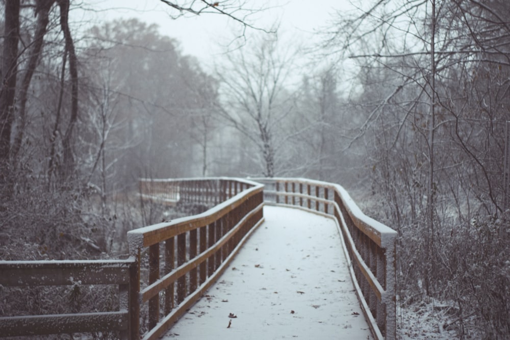 brown wooden dock