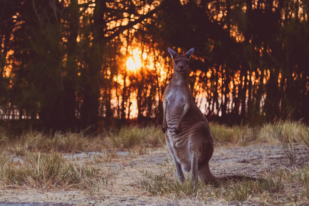 brown kangaroo near forests