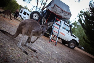 A panoramic shot of kangaroos in a natural reserve near Sydney with one of our vans waiting nearby for tourists