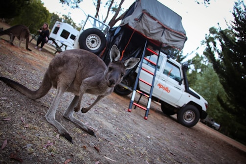 A kangaroo stands in the foreground with a curious expression, while another kangaroo grazes in the background. A white vehicle equipped with camping gear, including a roof tent and red ladder, is parked nearby. A person sits or kneels near the second kangaroo, possibly observing or feeding it. The setting appears to be an outdoor campsite surrounded by trees and other vehicles.