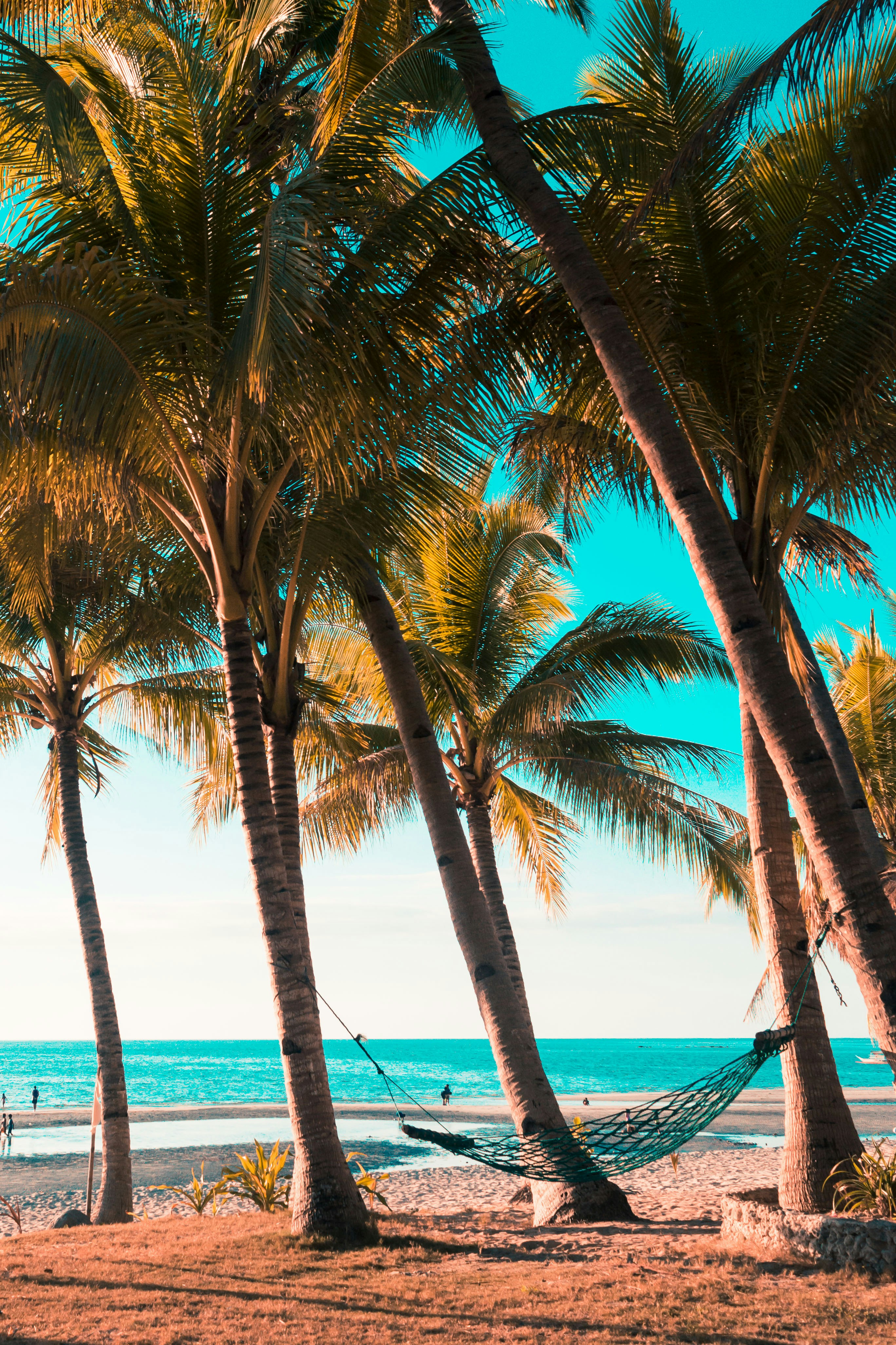 Foto Pohon kelapa di laut – Gambar Pantai Gratis di Unsplash, image size:3000x4500