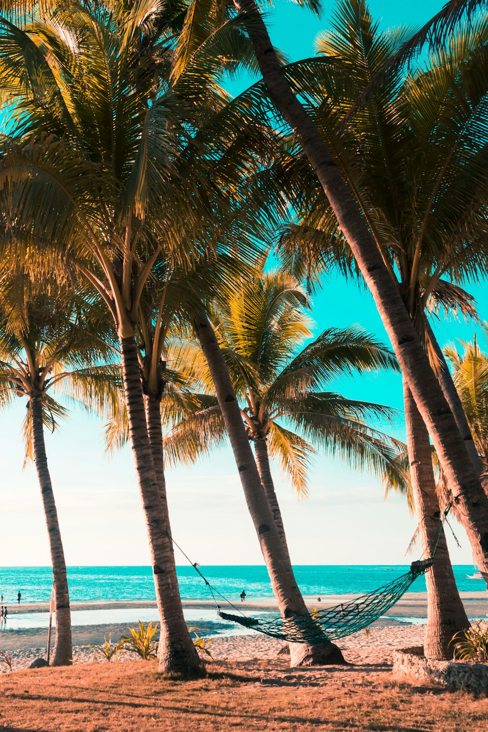 coconut trees on sea