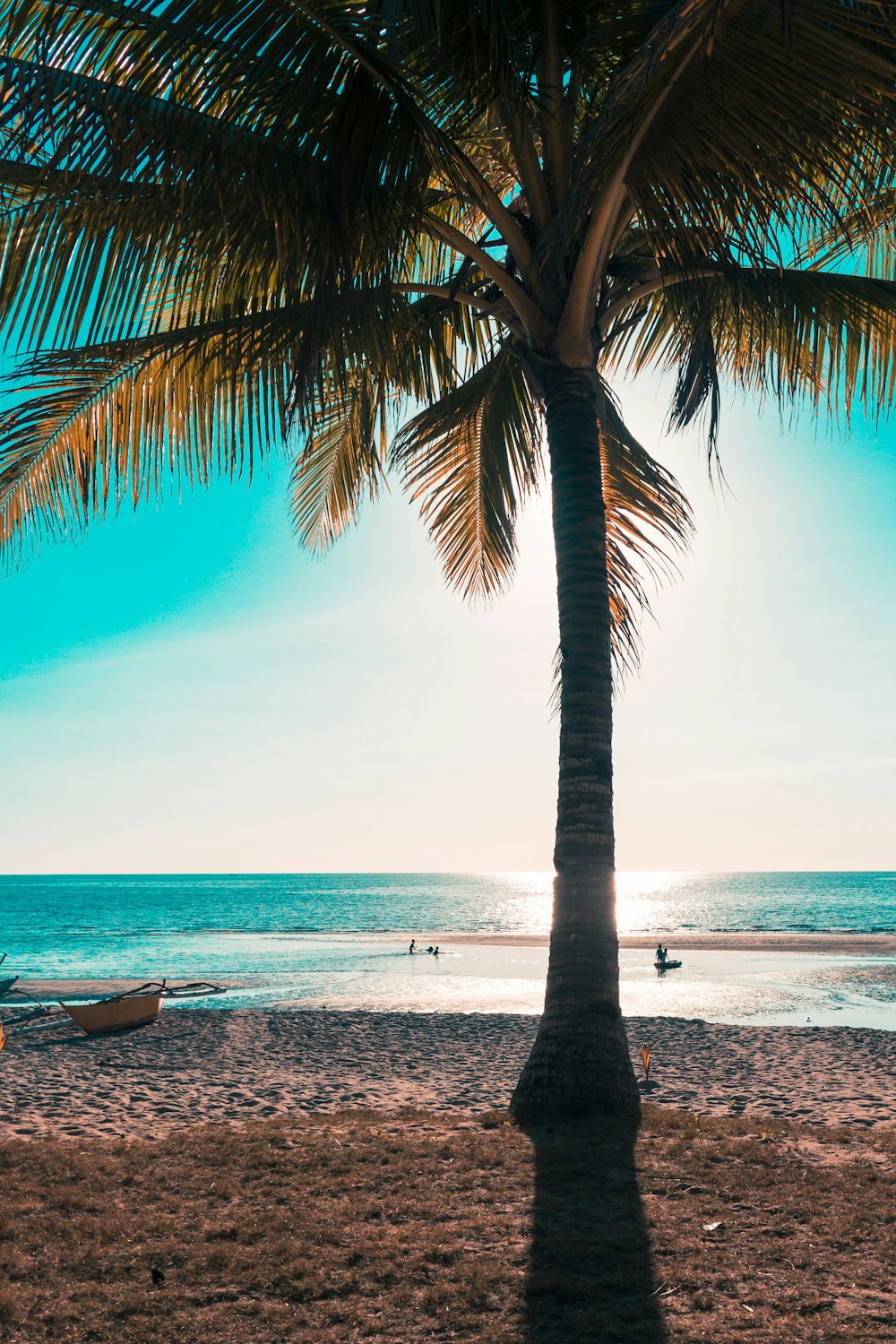 coconut tree near sea