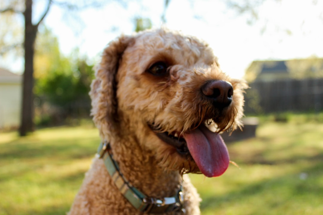 closeup photo of long-coated dog