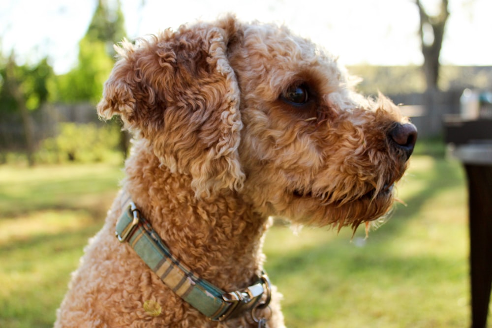 long-coated brown dog with blue leash