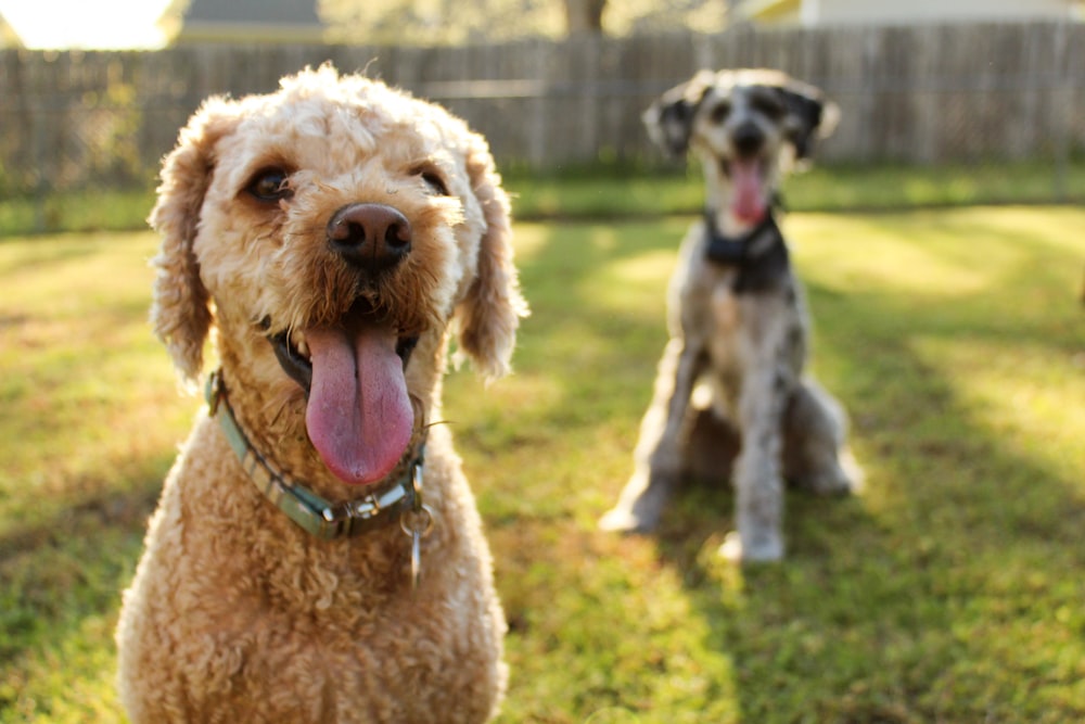 two brown and black dogs sitting on green grass field