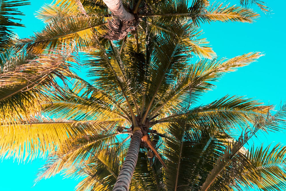 green coconut palm trees