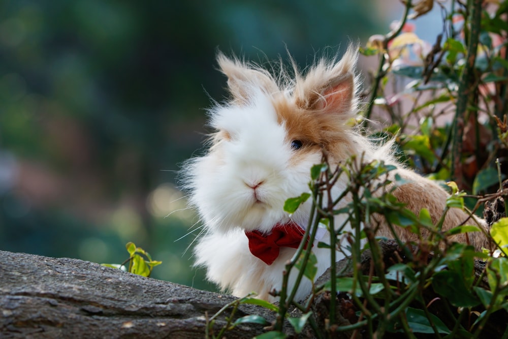 rabbit near tree