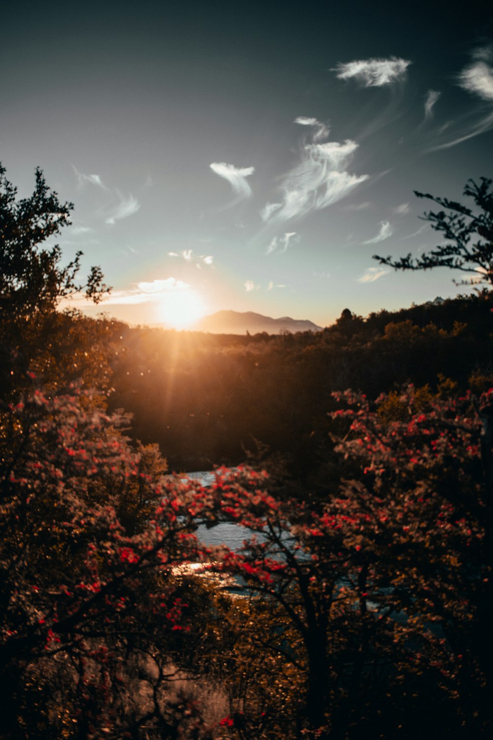 view of trees during golden hour